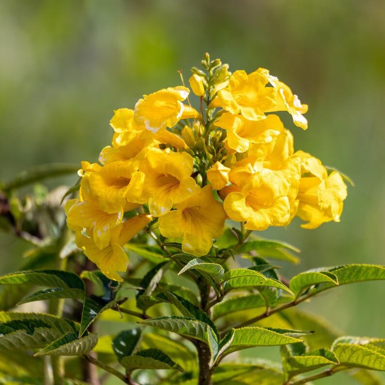 60-300 semi di sambuco giallo, Tecoma stans, campanule gialle, arbusto fiorito immagine 6