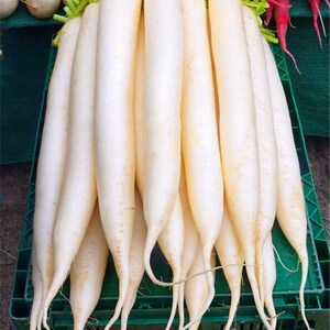 Op de afbeelding: Een grote bos lange, cilindervormige witte daikon-radijzen met een gladde schil en felgroene bladtoppen. De radijzen zijn verticaal gestapeld en lopen taps toe naar dunne, wortelachtige punten aan de onderkant, wat hun frisse, bleke uiterlijk toont.