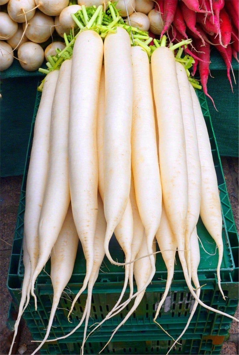 Op de afbeelding: Een grote bos lange, cilindervormige witte daikon-radijzen met een gladde schil en felgroene bladtoppen. De radijzen zijn verticaal gestapeld en lopen taps toe naar dunne, wortelachtige punten aan de onderkant, wat hun frisse, bleke uiterlijk toont.