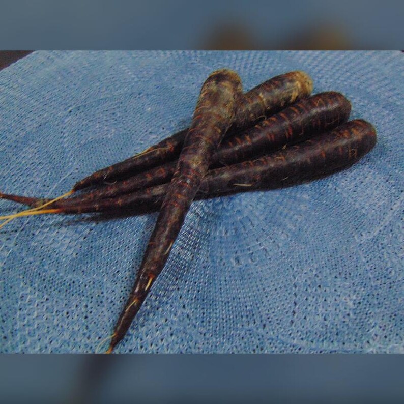 Más de 200 semillas de zanahoria negra, Daucus carota, zanahoria morada negra, hortaliza de raíz. imagen 8