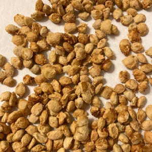 Pu&ograve; includere: Una grande collezione di noccioli di frutta di colore marrone chiaro e di forma ovale sparsi nell'inquadratura. Ogni nocciolo presenta una superficie ruvida, fibrosa e strutturata con creste e rientranze irregolari, mostrando variazioni naturali.