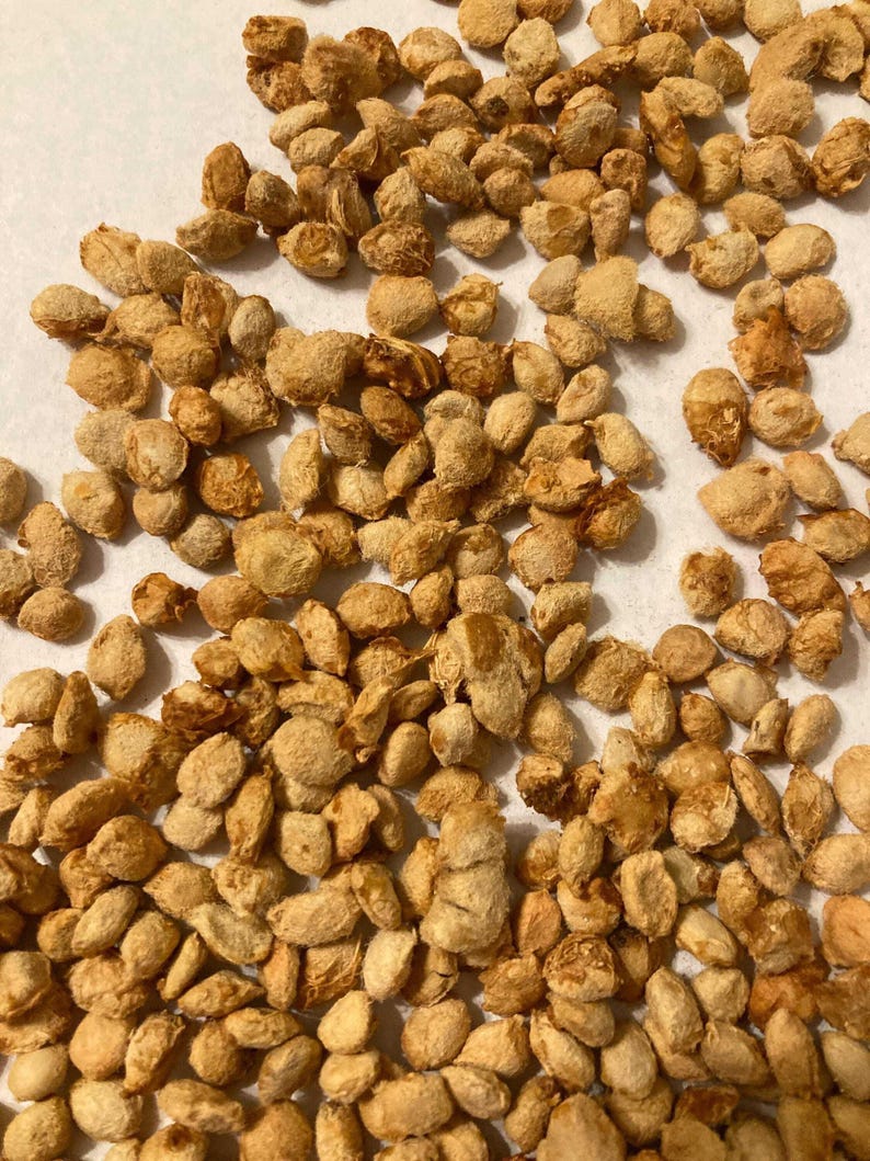 Pu&ograve; includere: Una grande collezione di noccioli di frutta di colore marrone chiaro e di forma ovale sparsi nell'inquadratura. Ogni nocciolo presenta una superficie ruvida, fibrosa e strutturata con creste e rientranze irregolari, mostrando variazioni naturali.