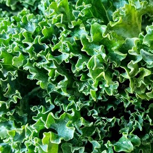 Pu&ograve; includere: Un denso grappolo di foglie di cavolo riccio con bordi profondamente arricciati e ondulati. Il fogliame mostra un vibrante spettro di sfumature verdi, che vanno dal verde bosco profondo nelle ombre ai riflessi verde chiaro sulle punte.