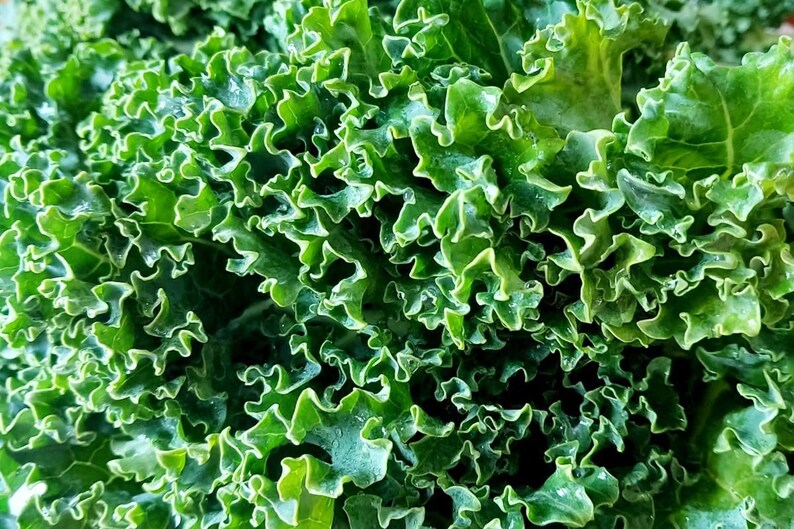 Pu&ograve; includere: Un denso grappolo di foglie di cavolo riccio con bordi profondamente arricciati e ondulati. Il fogliame mostra un vibrante spettro di sfumature verdi, che vanno dal verde bosco profondo nelle ombre ai riflessi verde chiaro sulle punte.
