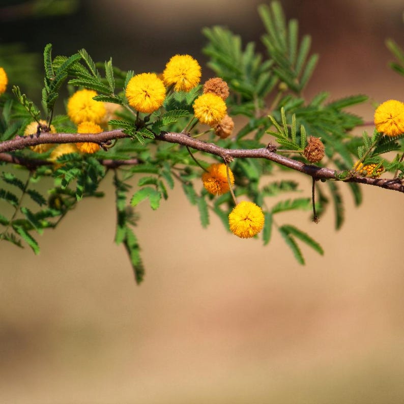 20-100 Semillas de Acacia Arábica, Vachellia nilotica, Árbol Babul, Goma India Acacia imagen 6