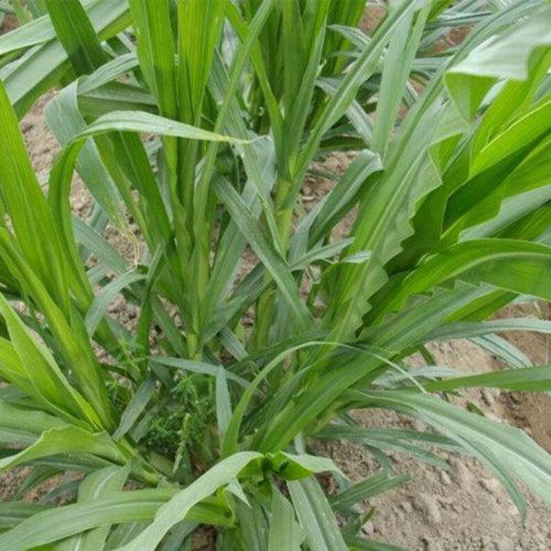 May include: A cluster of vibrant green corn stalks growing from the soil. The plants feature long, slender, pointed leaves with parallel veins and smooth edges, extending upwards and outwards in a dense, overlapping arrangement of foliage.