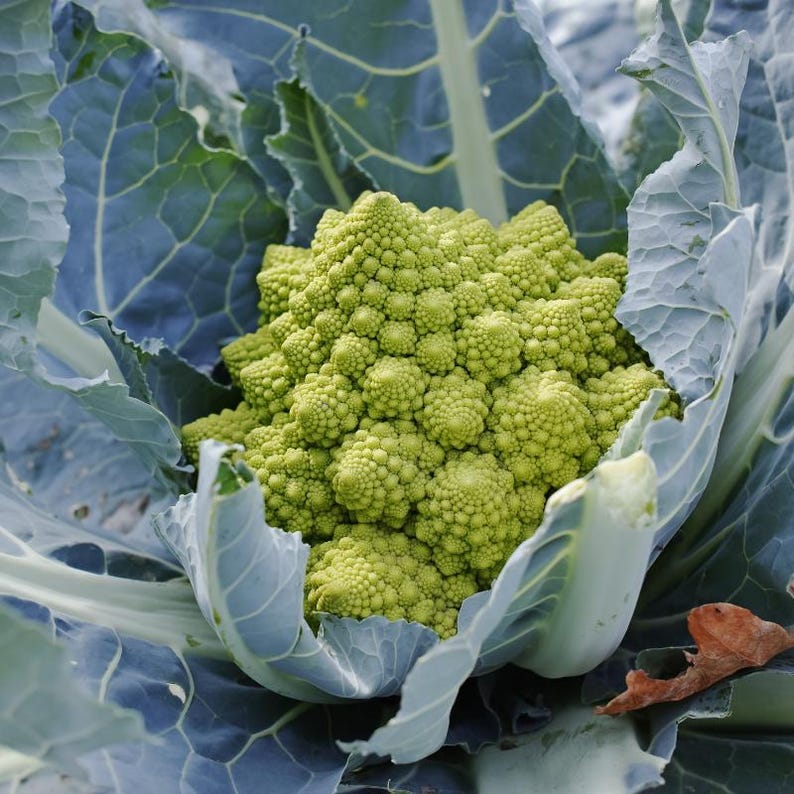 Más de 100 semillas de coliflor romanesco, Brassica oleracea, coliflor romanesco, cabezas espirales de color verde lima. imagen 4