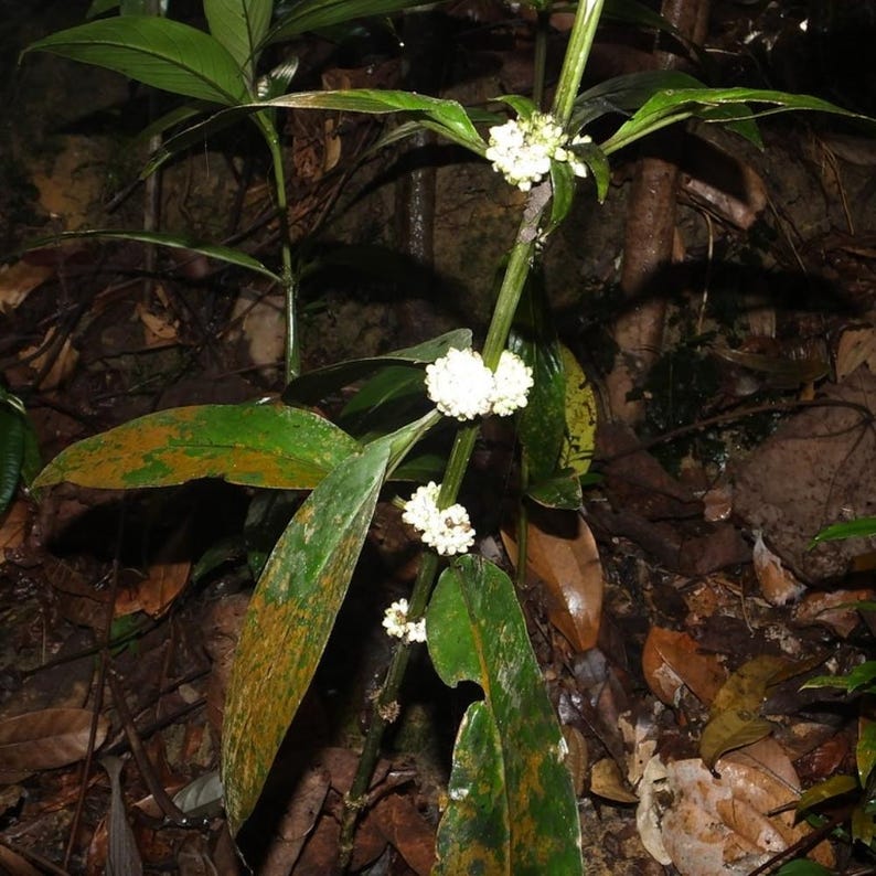 Oldenlandia Frön – Sällsynt Botanisk Vildblomma, Stjärnliknande Blommor (20-50 Styck) bild 4