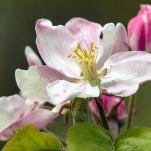 10-20 Himalayan Apple Mix Seeds, Malus domestica, Fruit Tree Seeds for Home Orchard image 10