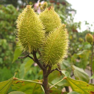 50-100 graines d'annatto, Bixa Orellana, Achiote, arbre à rouge à lèvres, Roucou, graines d'arbre à colorant naturel image 3