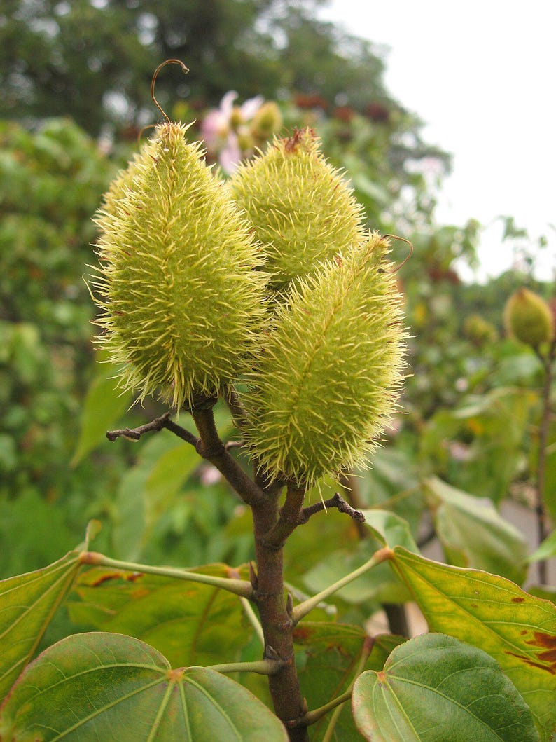 50-100 graines d'annatto, Bixa Orellana, Achiote, arbre à rouge à lèvres, Roucou, graines d'arbre à colorant naturel image 3