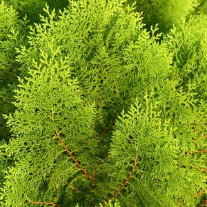 50-100 Samen der Orientalischen Lebensbaumart Thuja orientalis, Platycladus orientalis, Chinesischer Lebensbaum, Orientalische Thuja, Nadelbaumsamen Bild 2