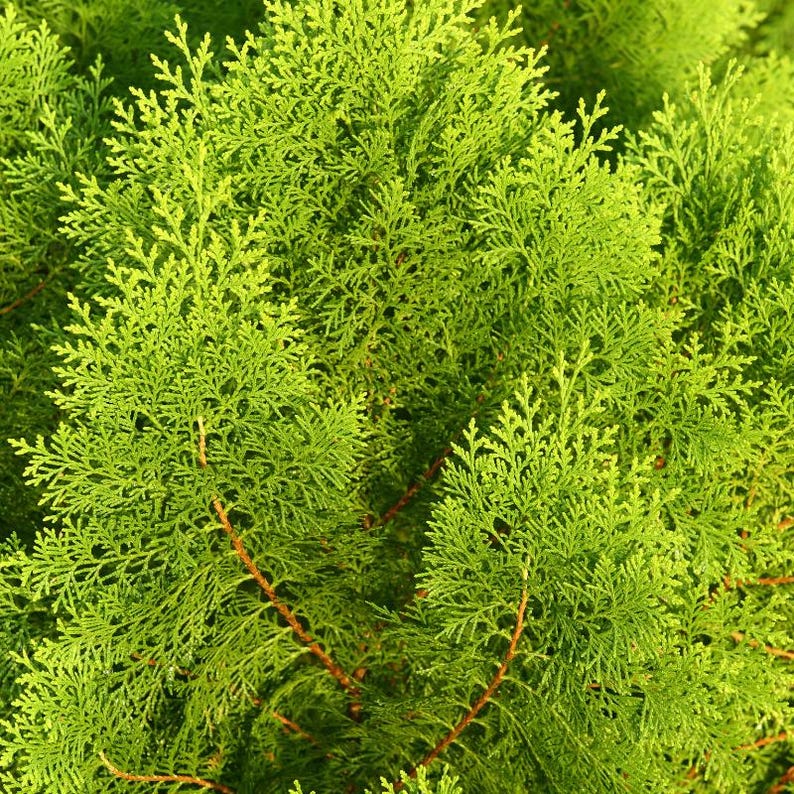 50-100 Samen der Orientalischen Lebensbaumart Thuja orientalis, Platycladus orientalis, Chinesischer Lebensbaum, Orientalische Thuja, Nadelbaumsamen Bild 2