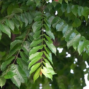 Op de afbeelding: Een boomtak met talrijke geveerde bladeren met een gladde, glanzende textuur. Het gebladerte vertoont verschillende tinten groen, vari&euml;rend van diep bosgroen tot lichtere, levendige limoengroene tinten aan de uiteinden van de stengels.