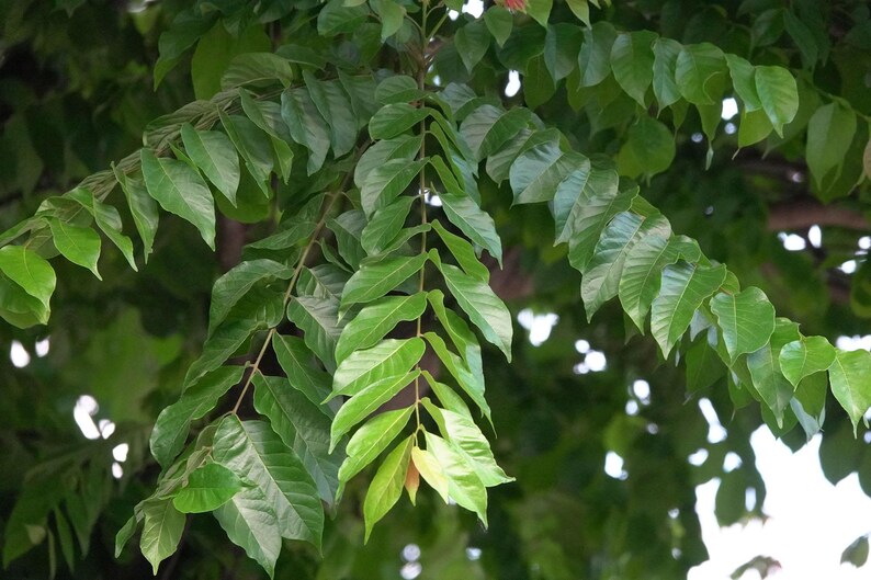 Op de afbeelding: Een boomtak met talrijke geveerde bladeren met een gladde, glanzende textuur. Het gebladerte vertoont verschillende tinten groen, vari&euml;rend van diep bosgroen tot lichtere, levendige limoengroene tinten aan de uiteinden van de stengels.