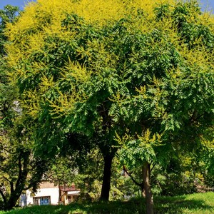 15-45 semillas de Maharukh, Ailanthus excelsa, Mahaneem, árbol de sombra imagen 2