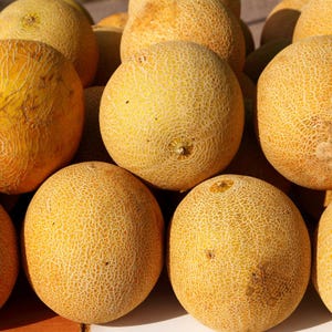 25+ Yellow melon Seeds, Cucumis melo, Pumpkins, gourds and melons image 7