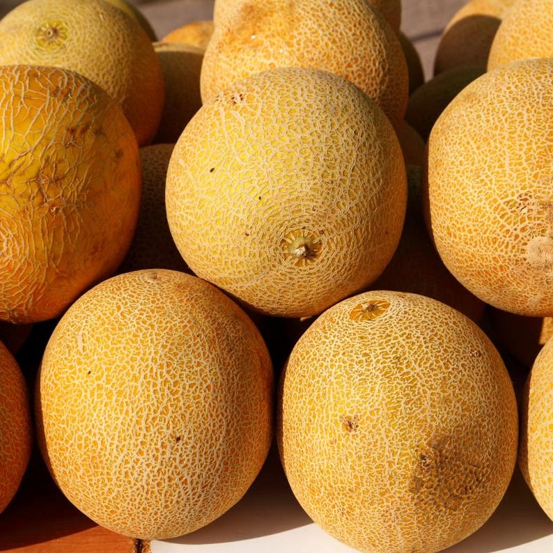 25+ Yellow melon Seeds, Cucumis melo, Pumpkins, gourds and melons image 7