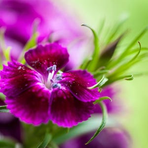 K&ouml;nnte beinhalten: Eine leuchtend magentafarbene Dianthus-Bl&uuml;te mit gezackten Bl&uuml;tenblattr&auml;ndern und einer tiefvioletten Mitte. Die Bl&uuml;te hat einen wei&szlig;en Staubfaden und ist von schmalen, spitzen gr&uuml;nen Kelchbl&auml;ttern umgeben, die eine detaillierte Textur zeigen.