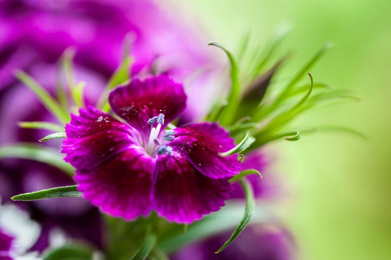 K&ouml;nnte beinhalten: Eine leuchtend magentafarbene Dianthus-Bl&uuml;te mit gezackten Bl&uuml;tenblattr&auml;ndern und einer tiefvioletten Mitte. Die Bl&uuml;te hat einen wei&szlig;en Staubfaden und ist von schmalen, spitzen gr&uuml;nen Kelchbl&auml;ttern umgeben, die eine detaillierte Textur zeigen.