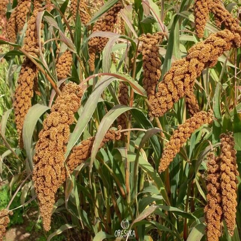 100-500 Kolbenhirse-Samen, Setaria italica, Italienische Hirse, Indische Hirse Bild 6