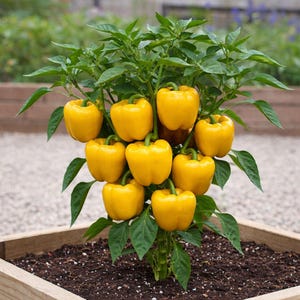 Puede incluir: Una vibrante planta de pimiento creciendo en una jardinera de madera, con numerosos pimientos amarillos brillantes y carnosos colgando de tallos verdes entre un follaje denso y verde oscuro. La planta est&aacute; llena y saludable.