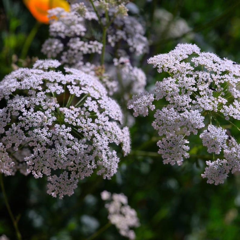 Über 100 Anissamen (Pimpinella anisum), Aniskraut, süßes Lakritzgewürz Bild 1