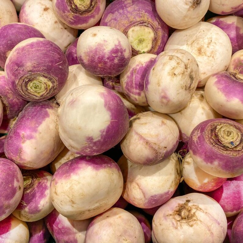 300+ Purple Top White Globe Turnip Seeds, Brassica rapa, White Root Vegetable image 8