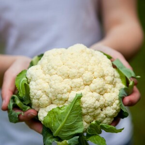 Meer dan 100 zaden van sneeuwbolbloemkool, Brassica oleracea, Kruisbloemigen afbeelding 2