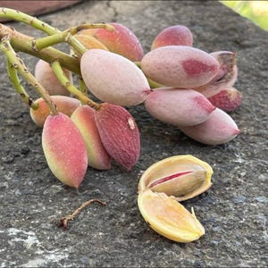 Może przedstawiać: Kiść świeżych pistacji na zielonej łodydze, z owalnymi łupinami o gradientowych odcieniach różu, czerwieni i kremu. Jedna pistacja jest rozłupana, ukazując jasnozielony orzech z cienką czerwoną skórką wewnątrz beżowej łupiny.