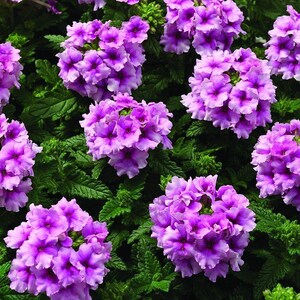 Peut inclure: Un groupe de fleurs de verveine violettes aux p&eacute;tales fris&eacute;s, dispos&eacute;es en t&ecirc;tes denses et arrondies. Les fleurs pr&eacute;sentent des centres violet fonc&eacute; et des bords lavande plus clairs, sur un fond de feuillage vert fonc&eacute;, dentel&eacute; et textur&eacute;.