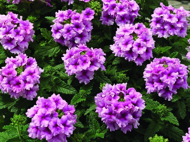 Peut inclure: Un groupe de fleurs de verveine violettes aux p&eacute;tales fris&eacute;s, dispos&eacute;es en t&ecirc;tes denses et arrondies. Les fleurs pr&eacute;sentent des centres violet fonc&eacute; et des bords lavande plus clairs, sur un fond de feuillage vert fonc&eacute;, dentel&eacute; et textur&eacute;.