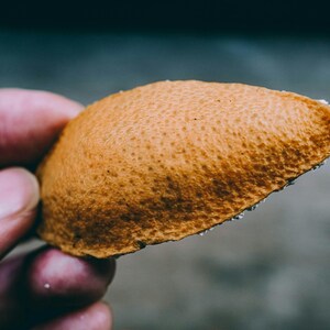 May include: A single, curved piece of orange citrus peel with a textured, porous outer surface. The peel is golden-orange in color, showing a distinct pitted rind structure on the exterior and a thin, white, fibrous layer along the inner edge.