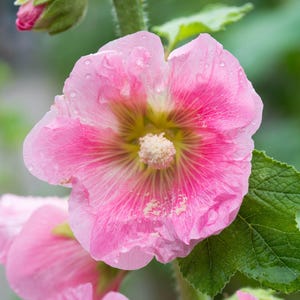 Peut inclure: Une fleur de rose tr&eacute;mi&egrave;re rose vif avec des p&eacute;tales d&eacute;licats et froiss&eacute;s et une &eacute;tamine centrale pro&eacute;minente recouverte de pollen jaune clair. La fleur pr&eacute;sente un centre magenta profond qui s'estompe en un rose pastel doux.