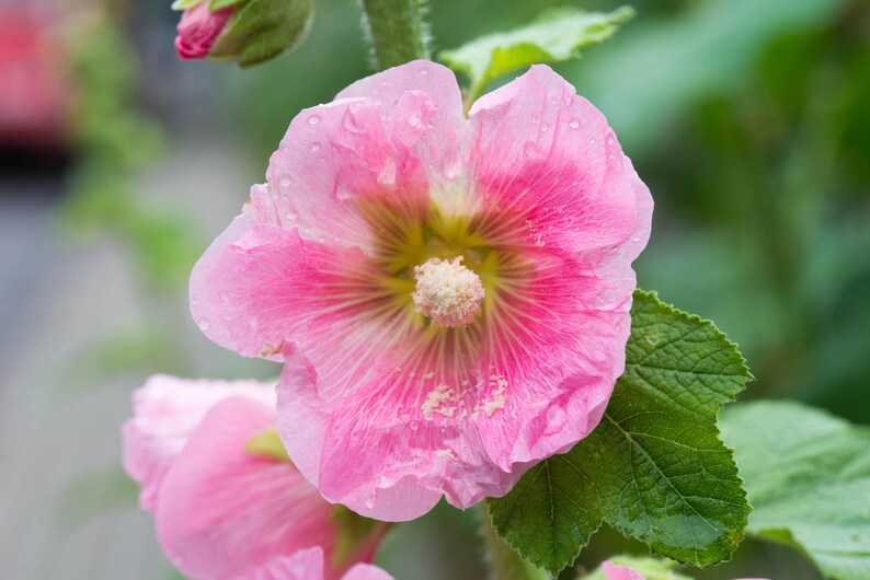 Peut inclure: Une fleur de rose tr&eacute;mi&egrave;re rose vif avec des p&eacute;tales d&eacute;licats et froiss&eacute;s et une &eacute;tamine centrale pro&eacute;minente recouverte de pollen jaune clair. La fleur pr&eacute;sente un centre magenta profond qui s'estompe en un rose pastel doux.