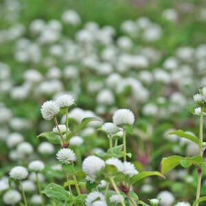 100+ Gomphrena Mixed Color Seeds, Globe Flower Mix, Garden Flower image 3
