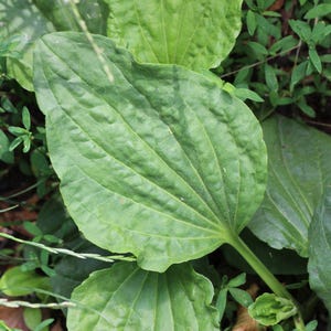 Może przedstawiać: Szeroki, zielony liść babki lancetowatej z wyraźnymi, r&oacute;wnoległymi żyłkami biegnącymi od nasady aż po sam czubek. Powierzchnia liścia ma lekko teksturowany, falisty wygląd z gładką, zaokrągloną krawędzią oraz wyraźną, smukłą łodygą.