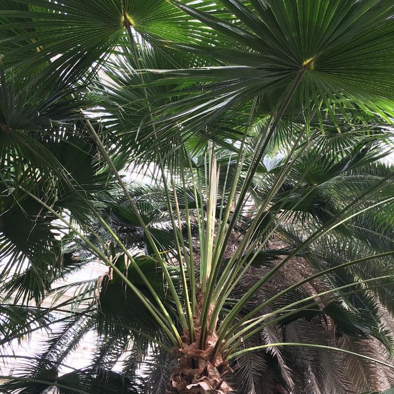 5-10 Chinese Fan Palm Seeds, Livistona chinensis, Fountain Palm image 10