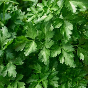 Pu&ograve; includere: Un denso grappolo di prezzemolo a foglia piatta con fogliame verde vibrante e seghettato. Le foglie sono multilobate con venature distinte e una consistenza liscia, creando un motivo rigoglioso e sovrapposto di steli e foglie fresche.