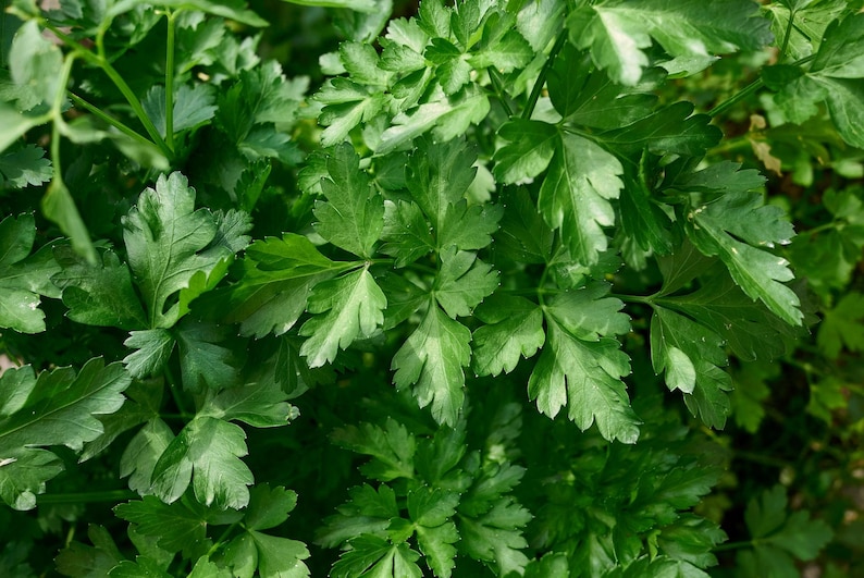 Pu&ograve; includere: Un denso grappolo di prezzemolo a foglia piatta con fogliame verde vibrante e seghettato. Le foglie sono multilobate con venature distinte e una consistenza liscia, creando un motivo rigoglioso e sovrapposto di steli e foglie fresche.