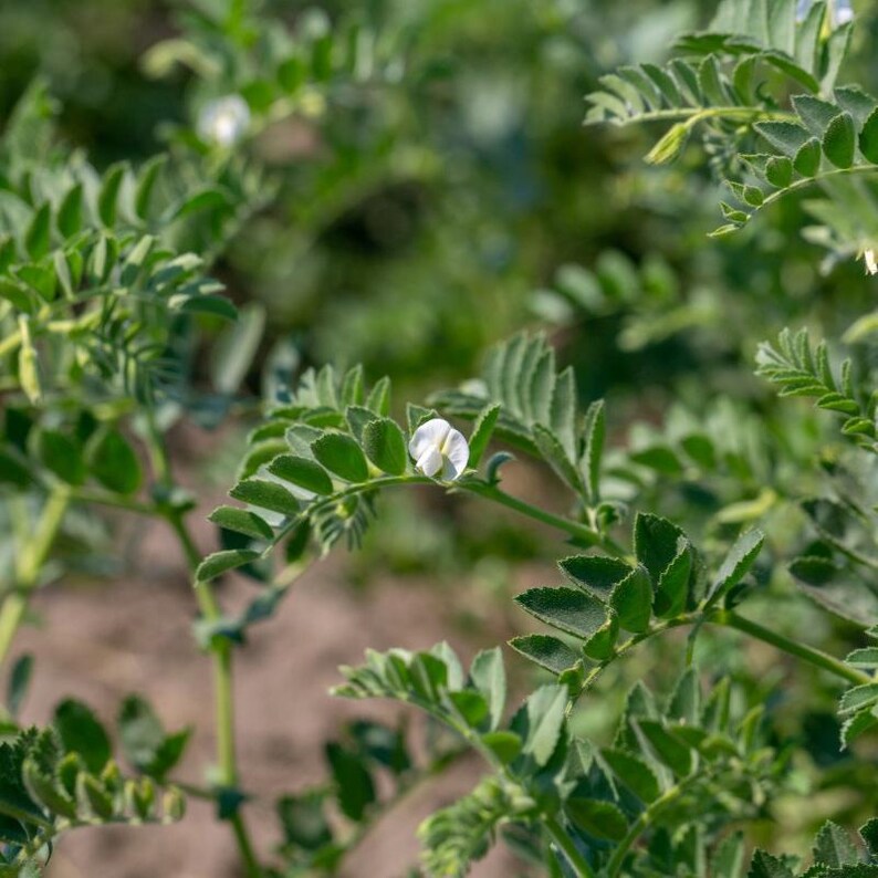 白ひよこ豆の種子、Cicer arietinum、Kabuli Chana Vegetable 25-100 画像 9