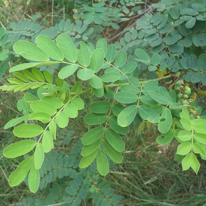 30-60 Tanner's Cassia Seeds, Senna Auriculata, Avaram Senna, Avaram, Yellow Flowering Shrub, Tropical Seeds image 6
