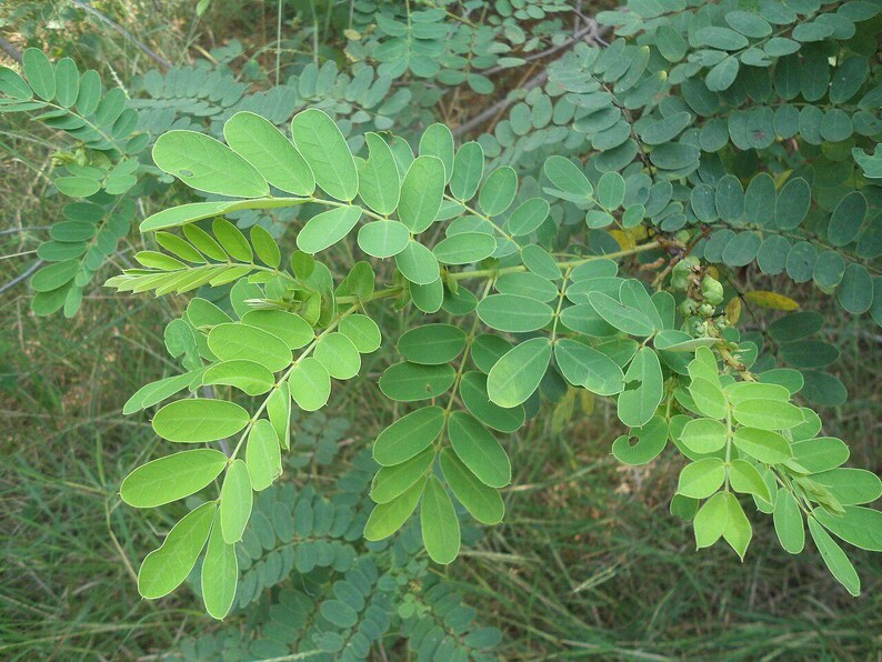 30-60 Tanner's Cassia Seeds, Senna Auriculata, Avaram Senna, Avaram, Yellow Flowering Shrub, Tropical Seeds image 6