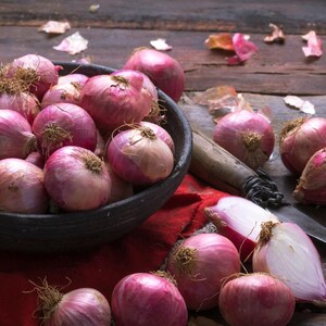 50+ Onion Pusa red Seeds, Red Onion, Onions & Alliums image 5