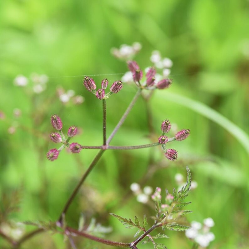 50-200 Samen der Strauchigen Stylosanthes (Stylosanthes scabra), einer Futterpflanzen-Leguminose Bild 6