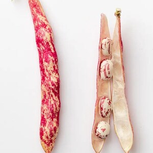 K&ouml;nnte beinhalten: Zwei Borlotti-Bohnen, eine ganz und eine ge&ouml;ffnet, die vier ovale Samen im Inneren zeigt. Die Schoten weisen ein gesprenkeltes Muster in leuchtendem Rot und Creme auf, wobei die Samen &auml;hnliche rote und wei&szlig;e Sprenkelungen aufweisen.