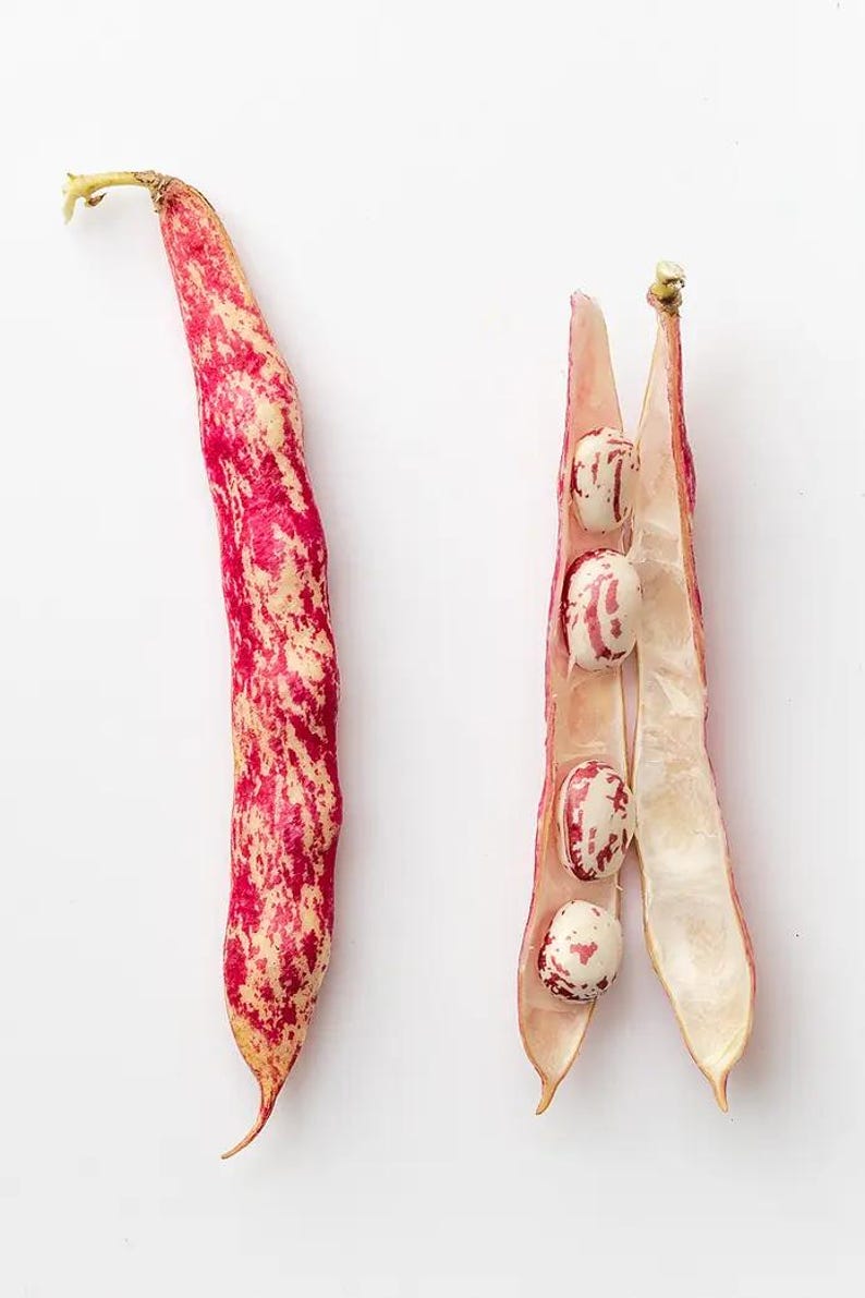 K&ouml;nnte beinhalten: Zwei Borlotti-Bohnen, eine ganz und eine ge&ouml;ffnet, die vier ovale Samen im Inneren zeigt. Die Schoten weisen ein gesprenkeltes Muster in leuchtendem Rot und Creme auf, wobei die Samen &auml;hnliche rote und wei&szlig;e Sprenkelungen aufweisen.