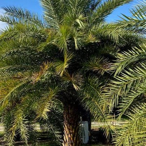 May include: A mature palm tree with a thick, textured, brown trunk and a dense canopy of long, arching, green fronds. The tree stands upright with its leaves spreading outward in multiple directions against a clear, bright blue sky.