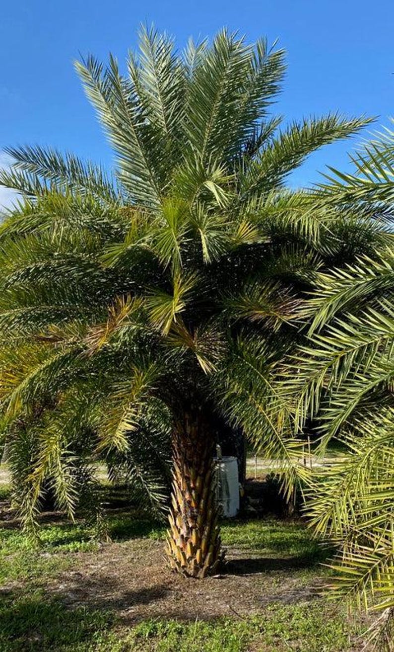 May include: A mature palm tree with a thick, textured, brown trunk and a dense canopy of long, arching, green fronds. The tree stands upright with its leaves spreading outward in multiple directions against a clear, bright blue sky.