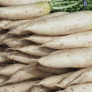 Meer dan 100 lange radijszaadjes, Raphanus sativus, Japanse witte radijs, Mooli afbeelding 5